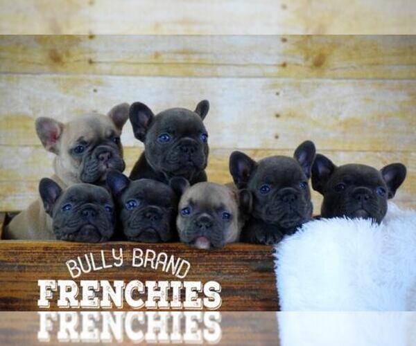 Medium Photo #1  Breeder Profile in POMPANO BEACH, FL, USA