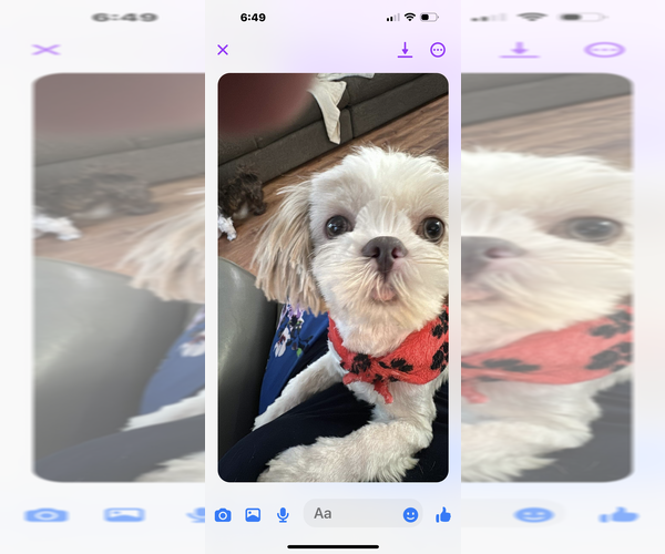 Medium Photo #4  Breeder Profile in COVINGTON, GA, USA