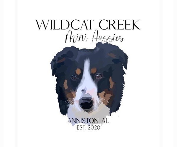 Medium Photo #1  Breeder Profile in ANNISTON, AL, USA