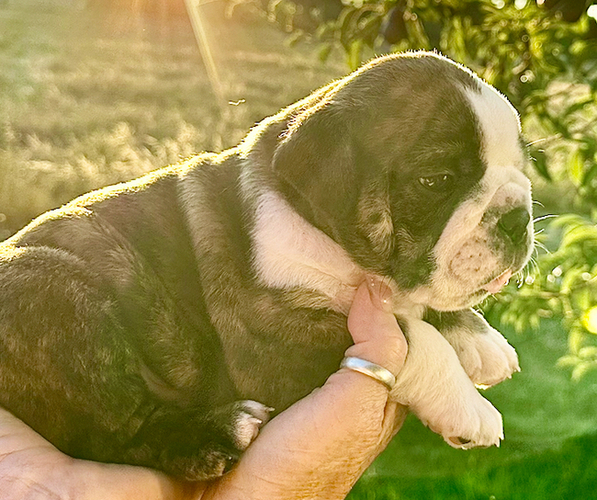 Medium Photo #12  Breeder Profile in SALEM, OR, USA