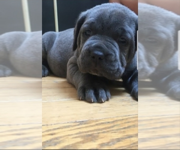 Medium Photo #1  Breeder Profile in BALTIMORE, MD, USA