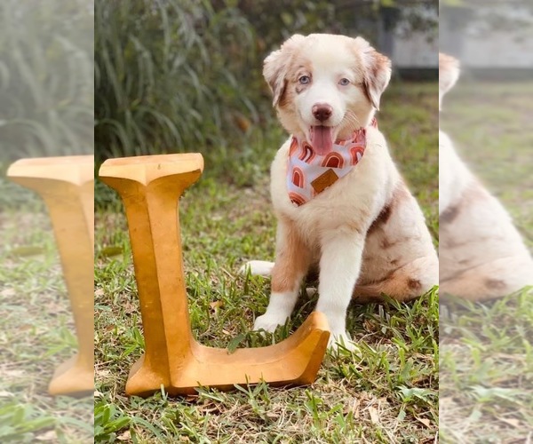 Medium Photo #25  Breeder Profile in LAKELAND, FL, USA