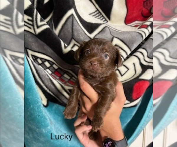 Medium Photo #69  Breeder Profile in SCOTTSDALE, AZ, USA