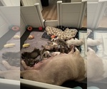Small #11 Breeder Profile image