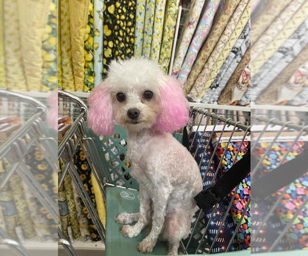 Medium Photo #7  Breeder Profile in ATLANTA, GA, USA