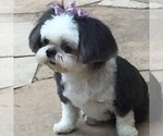 Small breeder photo