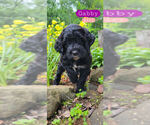 Small #2 Breeder Profile image