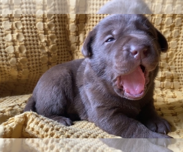 Medium Photo #12  Breeder Profile in CHARLOTTE, NC, USA