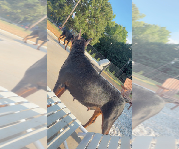 Medium Photo #4  Breeder Profile in HAW RIVER, NC, USA