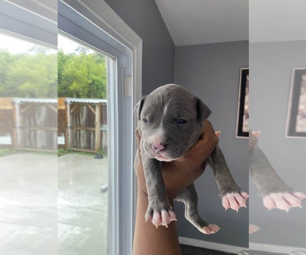 Medium Photo #1  Breeder Profile in HANOVER, MD, USA