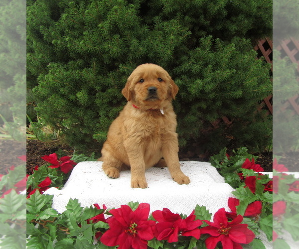 Medium Photo #1  Breeder Profile in SARCOXIE, MO, USA