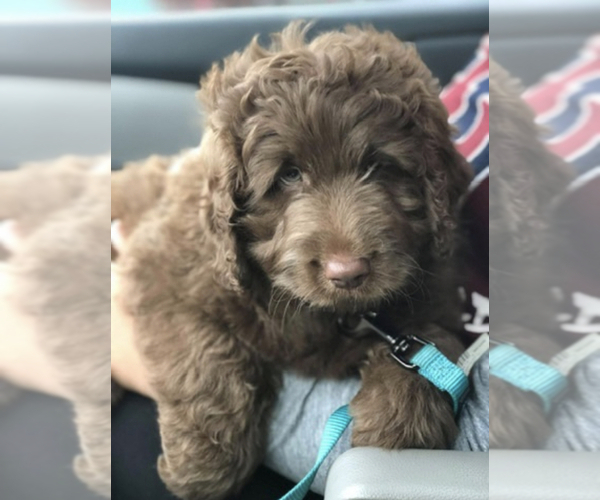 Medium Photo #1  Breeder Profile in MEDWAY, MA, USA