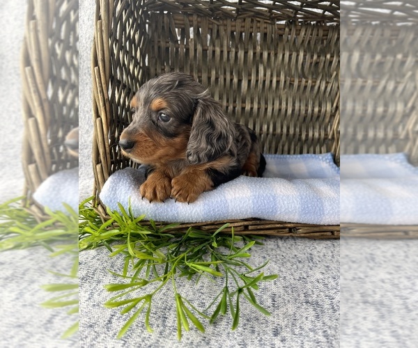 Medium Photo #1  Breeder Profile in LOOGOOTEE, IN, USA