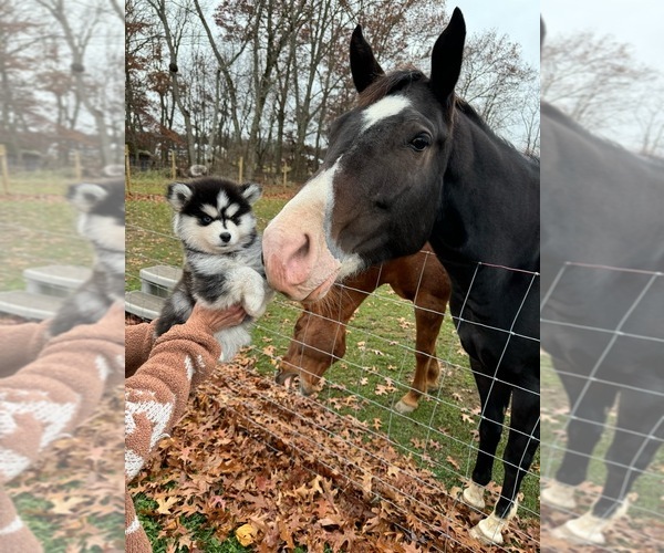 Medium Photo #34  Breeder Profile in VENUS, PA, USA