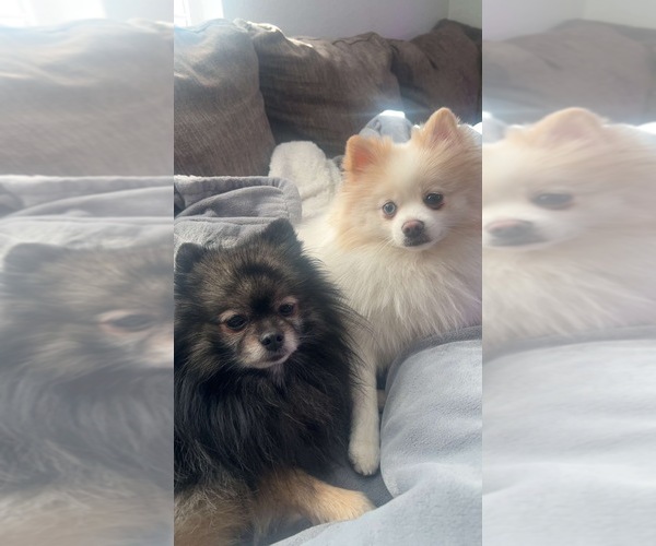 Medium Photo #2  Breeder Profile in SPRINGFIELD, MO, USA