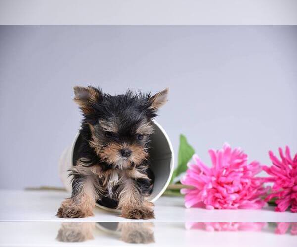 Medium Photo #11  Breeder Profile in SCHAUMBURG, IL, USA