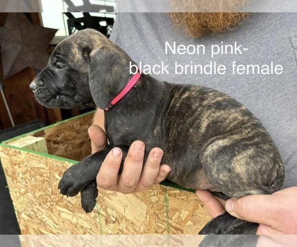 Medium Photo #12  Breeder Profile in FORT WAYNE, IN, USA