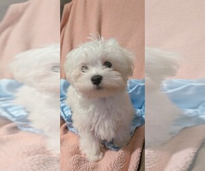 Maltipoo Dog Breeder near ROSCOE, IL, USA