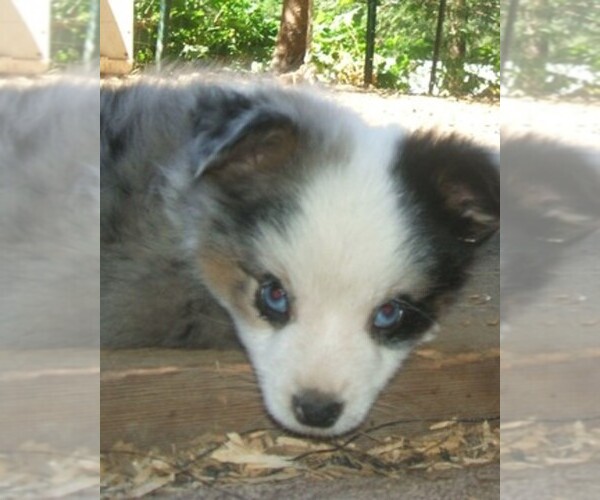 Medium Photo #1  Breeder Profile in SCAPPOOSE, OR, USA