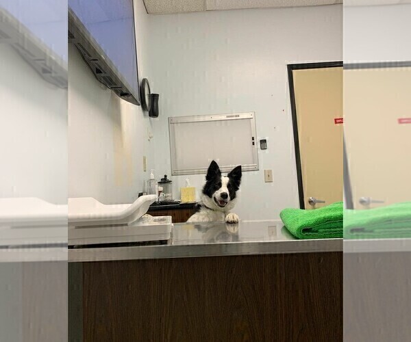 Medium Photo #55  Breeder Profile in CONWAY, MO, USA