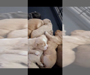 English Cream Golden Retriever-Shih Tzu Mix Dog Breeder near POCOMOKE CITY, MD, USA