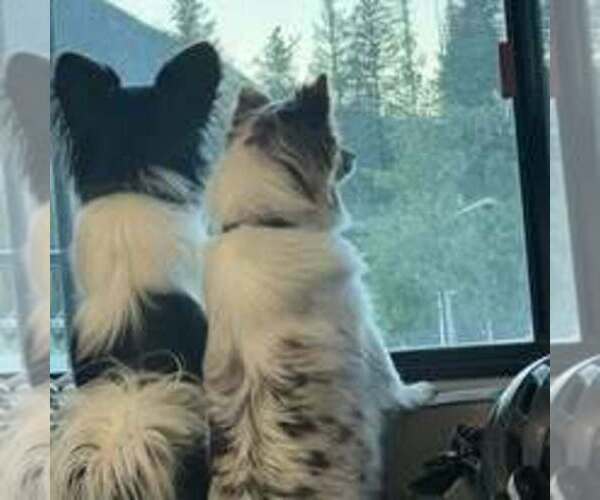 Medium Photo #4  Breeder Profile in OTHO, IA, USA