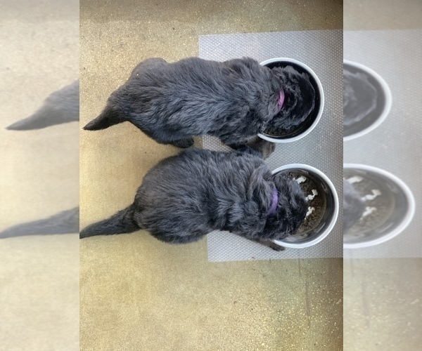 Medium Photo #85  Breeder Profile in PINON HILLS, CA, USA