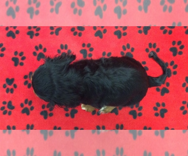 Medium Photo #1  Breeder Profile in RUDOLPH, OH, USA