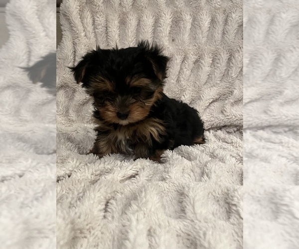 Medium Photo #2  Breeder Profile in PRAIRIE DU CHIEN, WI, USA