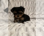 Small #1 Breeder Profile image
