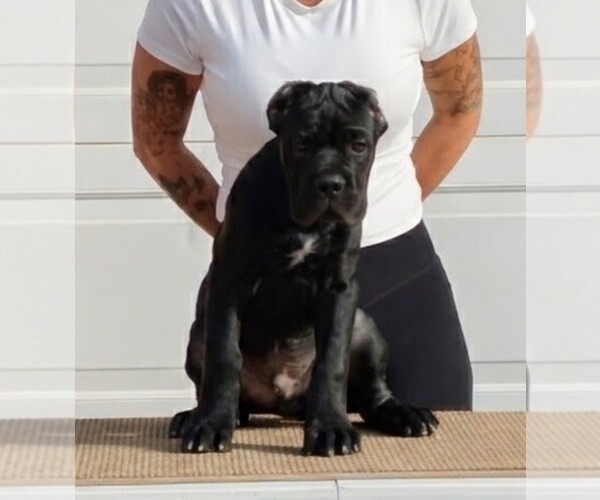Medium Photo #5  Breeder Profile in AMARILLO, TX, USA