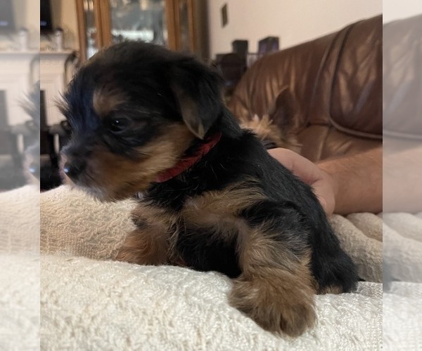 Medium Photo #15  Breeder Profile in WOODBRIDGE, VA, USA