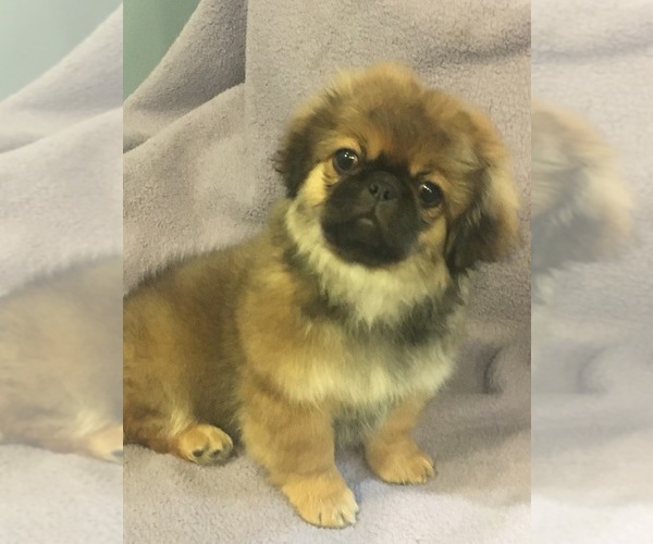 Medium Photo #1  Breeder Profile in BROOKLYN, NY, USA