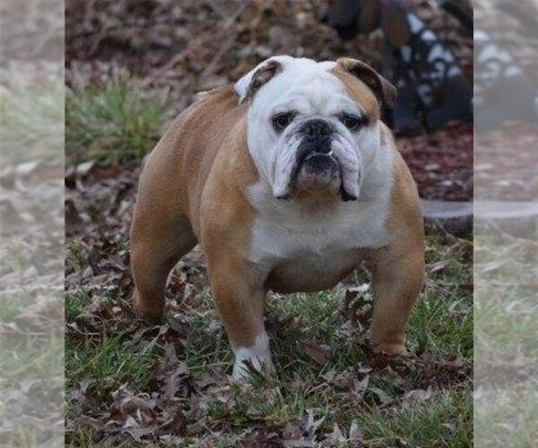 Medium Photo #4  Breeder Profile in MARSHFIELD, MO, USA