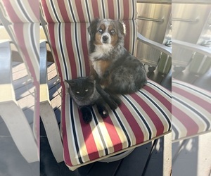 Australian Shepherd Dog Breeder near CULVER, OR, USA