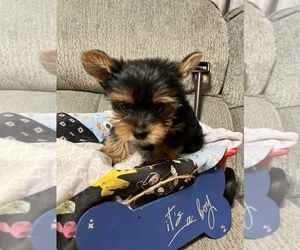 Yorkshire Terrier Dog Breeder near DRAVOSBURG, PA, USA