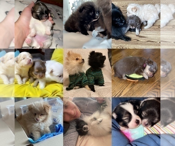 Medium Photo #1  Breeder Profile in ALBUQUERQUE, NM, USA
