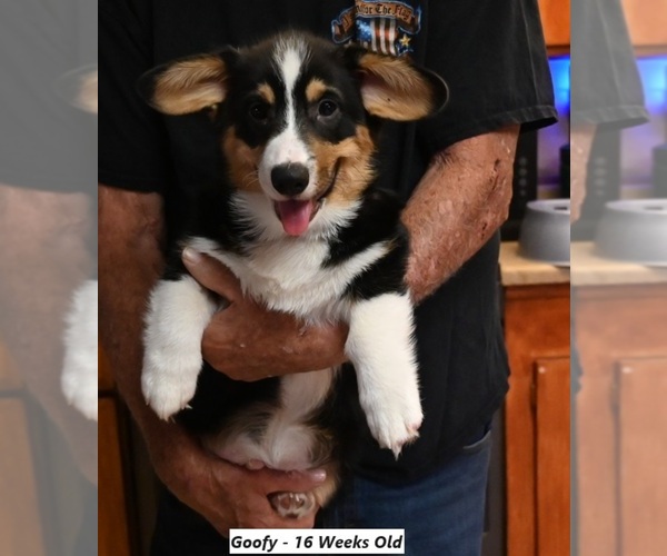 Medium Photo #2  Breeder Profile in FALLON, NV, USA