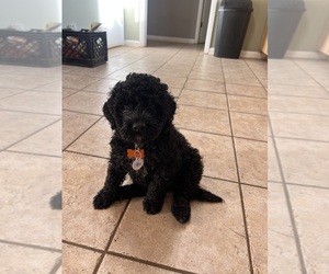 Portuguese Water Dog Dog Breeder in WHITESBURG,  USA