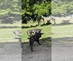 Small Photo #18  Breeder Profile in STUART, IA, USA