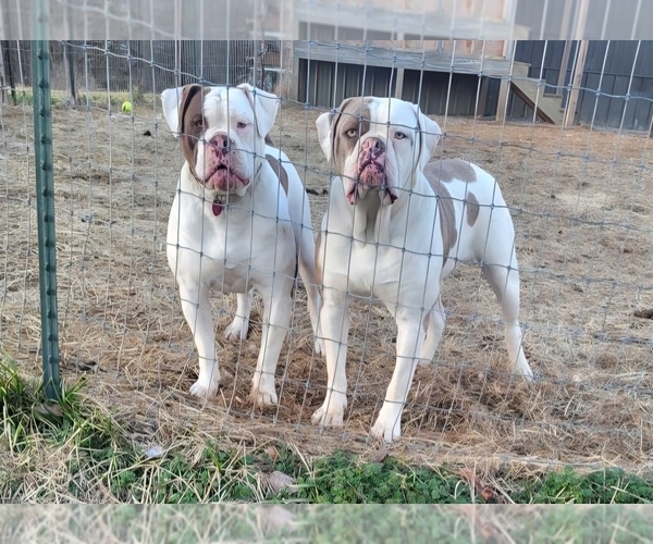 Medium Photo #12  Breeder Profile in JASPER, GA, USA