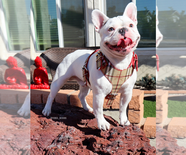 Medium Photo #1  Breeder Profile in PHOENIX, AZ, USA