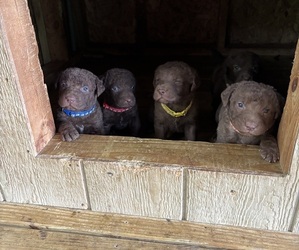 Chesapeake Bay Retriever Dog Breeder near COOKEVILLE, TN, USA