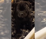 Small #3 Breeder Profile image