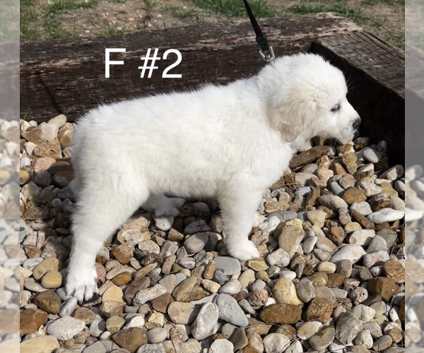 Medium Photo #4  Breeder Profile in LOCKHART, TX, USA