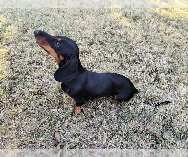 Medium Photo #1  Breeder Profile in LYONS, GA, USA