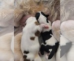 Small #54 Breeder Profile image