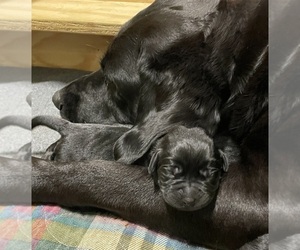 Labrador Retriever Dog Breeder near LIBERTY, SC, USA