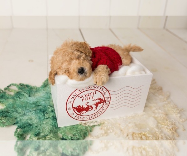 Medium Photo #1  Breeder Profile in MIDLAND, MI, USA