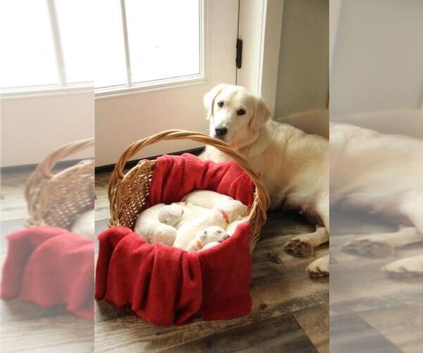 Medium Photo #2  Breeder Profile in BEDFORD, PA, USA
